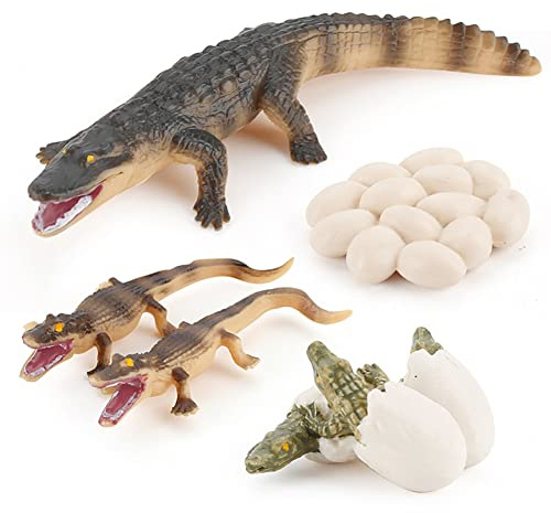 JAWSEU Lebenszyklus Modelle Krokodil, Tier Wachstumszyklus Mini Krokodil Figur Simulation Tierfiguren Spielzeug Frühes Pädagogisches Lernspielzeug für Kinder Klassenzimmer