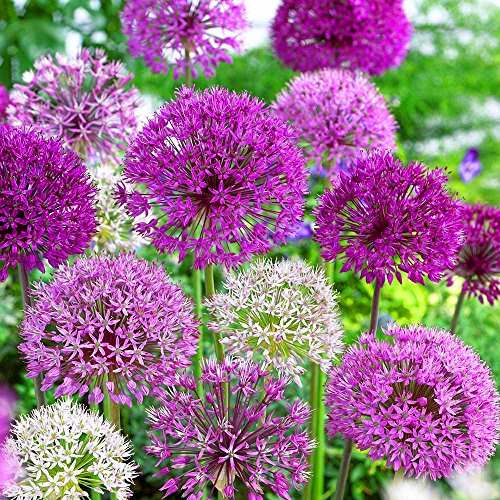 Gardeners Dream Allium Zwiebeln Garten Mix (5 Stk.) - Allium Zierlauch Zwiebeln - Stauden Winterhart Mehrjährig - Ideal als Winterharte Kübelpflanzen, Garten Pflanzen, Terrassen & Balkon Pflanzen