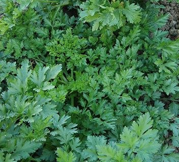 Parsley Splendid Flat Petroselinum Hortense 2,000 Seeds