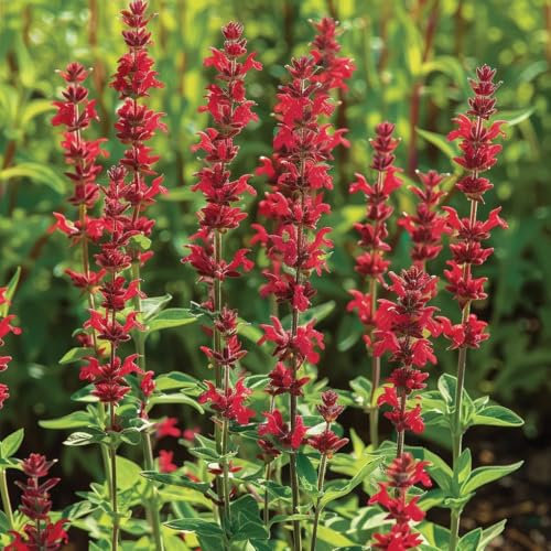 100 Semi di Salvia Rosso Scarlatto (Salvia coccinea scarlet) - SemiSelvaggio Permaculture