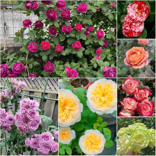 Tallo de rosa resistente - semillas de interior resistentes jardín jardín en ornamental resistente trepadoras resistentes balcón semillas 450pcs