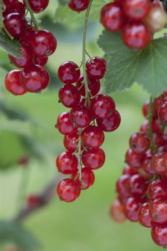 Rote Johannisbeere Ribes rubrum Rosetta 40-60 cm winterhart | Süß-säuerliche Früchte, ideal für Naschgarten, sonnig bis halbschattig, robust, ertragreich, einfache Pflege