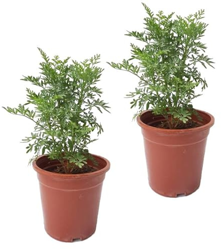 Hierbas de Gracia - Set 2 Plantas - Ruda - Plantas Ruta Graveolens - Protección del Hogar