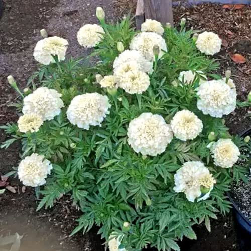 African Marigold Kilimanjaro 60 Seeds + Plant tag + Freebie - Vanilla White Annual