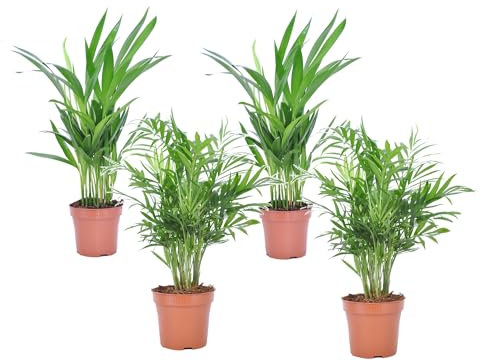 Plant in a Box - Innenpalmen klein - Menge 4 - Dypsis lutescens, Chamaedorea elegans - Topf 12cm - Höhe 25-40cm