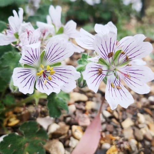 semillas resistentes de geranio - jardín interior perennes 150pcs