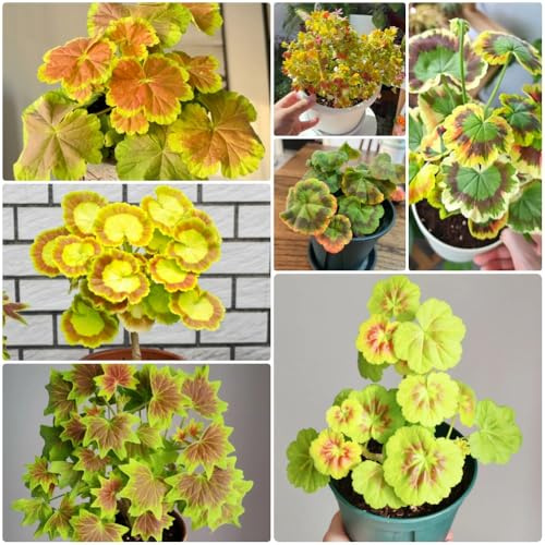 Semi di geranio - giardino selvatici Pelargonium hortorum - semi da giardino da balcone resistenti 200pcs