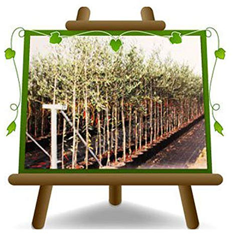 Olivier Olivenbaum Oliven Itrana - Obstpflanze Baum max 160-3 Jahre Anbau Italien
