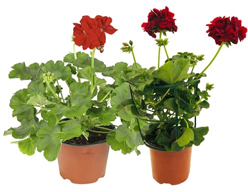 Set de Dos Plantas para Terraza: Geranio y Gitanilla Plantas Naturales con Flor