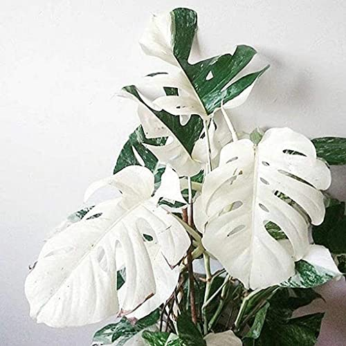 Semi di piante Monstera bianca