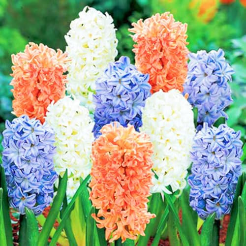 Hyacinth Plant Hyacinth Bulbs/Ornamental Flowers/Wedding Flowers-6bulbs-b