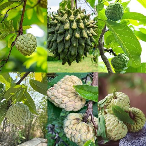 200 pezzi Semi di graviola biologica - resistenti all'esterno, colonnari freschi, nano resistenti, Las de jardín rocce