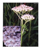 Tsa Achillea Millefgl 50ml