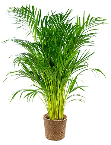 Dypsis Lutescens Incl. Cesto di erba marina - Palma d'oro - Facile manutenzione - vova 21 cm - 100-110 cm