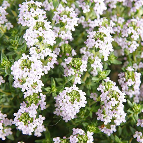 timo strisciante - decorazioni da giardino per esterni in vaso Giardino roccioso: resistenti per il pieno sole biologici da esterno balcone con 1200semi