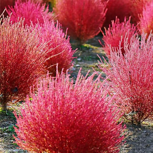 semi di cipresso estivo rampicanti Vecchie varietà resistenti decorazioni giardino per esterni giardino decorative balcone con 300pcs