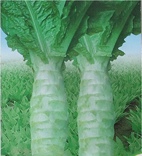 Semi di lattuga ADB Inc cinese asparago verde