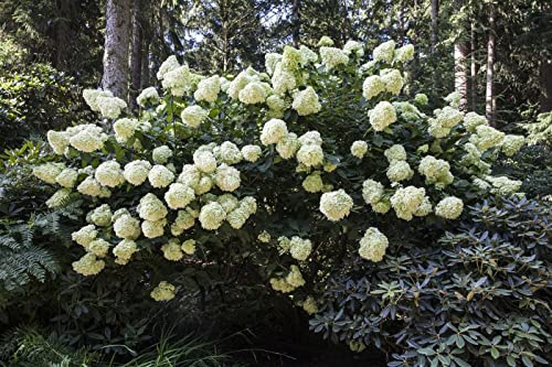 Rispenhortensie Hydrangea paniculata Phantom 60-80 cm winterhart | Weisse Blütenrispen, sonnig bis halbschattig, schnittverträglich, ideal für Beet und Kübel, dekorativer Blickfang