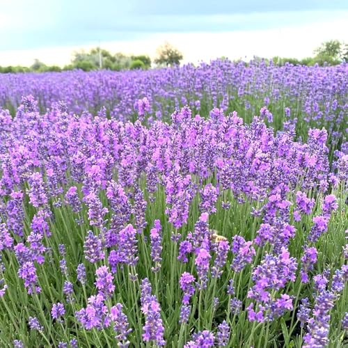 100 piezas semillas de lavanda resistentes - semillas de cobertura del suelo resistentes, lavanda bonsái interior bonsái silvestres