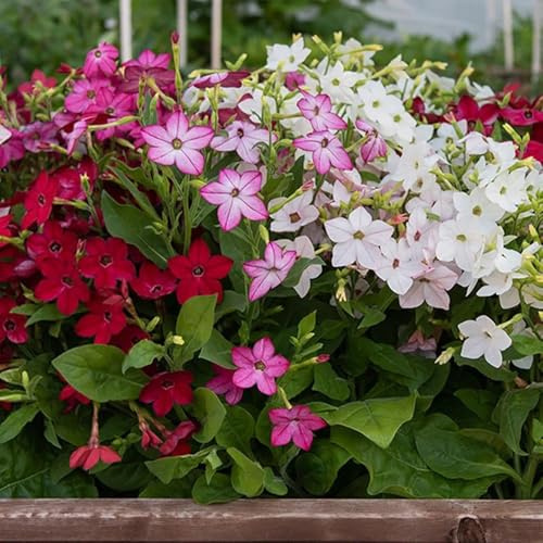 semi di tabacco biologici - rustiche perenni aiuole rialzate giardino resistenti selvatici 400pcs