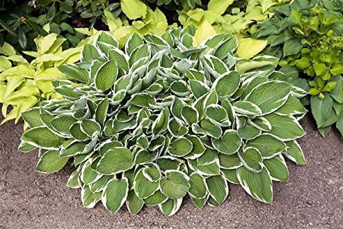 Hosta sieboldii – Winterhart, Mehrjährig, Pflegeleicht – Siebolds Funkie – Staude für Schattenbeet & Garten