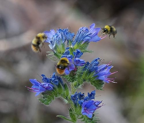 200 Samen Natternkopf Echium vulgare Wildpflanze Wildblume Bienen Hummeln Schmetterlinge