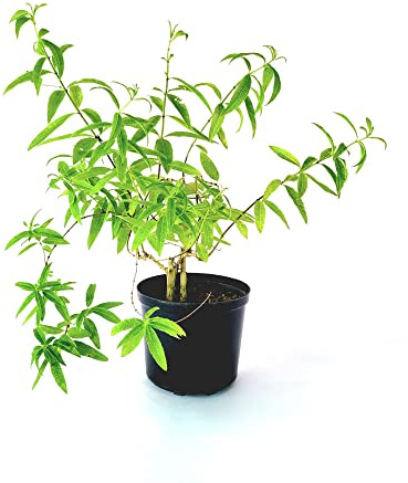 Árbol de Hierbaluisa Natural Planta Citronela