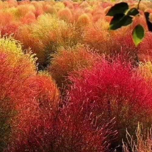 semi di kochia scoparia, cipresso estivo in crescita resistenti all'esterno da balcone resistenti da interno 300pcs