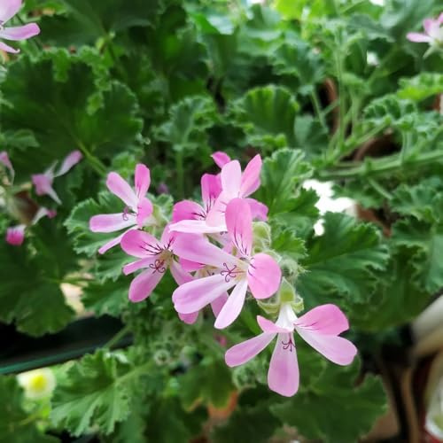 geranio limone balcone rialzato letto semi di decorazioni giardino esterni semi di 10pcs