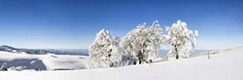 Posterazzi PPI137960S Snow covered Common Beech (Fagus Silvatica) trees Schauinsland Black Forest Baden-Wurttemberg Germany Poster Print, 18 x 6