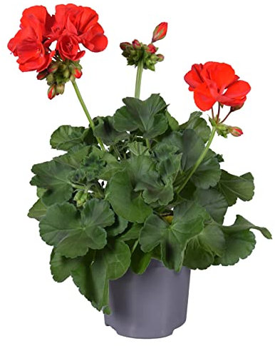 DECOALIVE |Geranio Color Rojo | Planta Natural | Geranio Flores Rojas