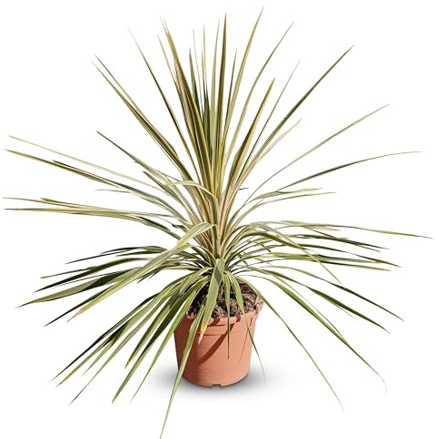 Cordyline australis « Dazzler » Lys géant, 100 cm, pot de 10 l, plante de jardin rustique pour l'intérieur et l'extérieur