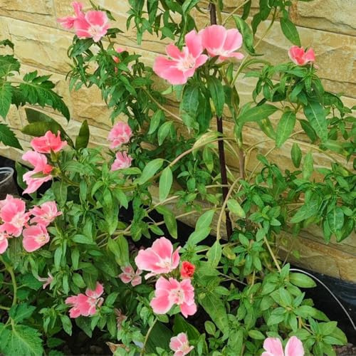 semillas de azalea de verano para lugares soleados azalea verano cubierta perenne resistente decorativas resistentes para balcón silvestres balcón 220pcs