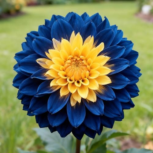Dalia, Bulbi di Dalia resistente, Bulbi di dalia perenni rari, Giardino espositivo elegante, Piantagione primaverile e autunnale-d-4 rizomi
