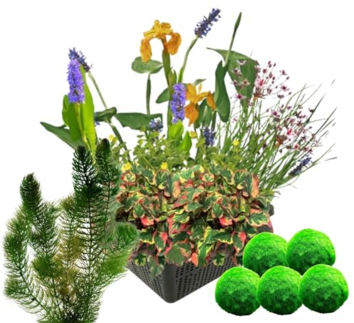 vdvelde.com - wasserpflanzen Set + Sauerstoffpflanzen gegen Algen - - Combi Set- 11 Pflanzen- Platzierung: -10 bis -20 cm