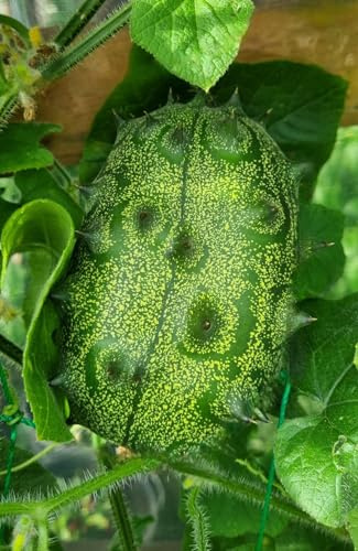 Lot de 100 graines de kiwano/concombre corné Cucumis metuliferus