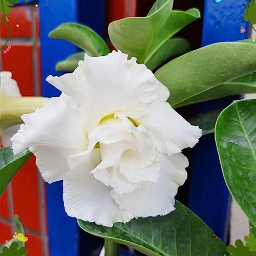 wüstenrosesamen winterharte stauden für pralle sonne herbstblumen winterhart kräutersamen blumengarten frühlingsblumen balkonpflanze gartensamen gewächshaus balkon blumenwiesensaat 5samen