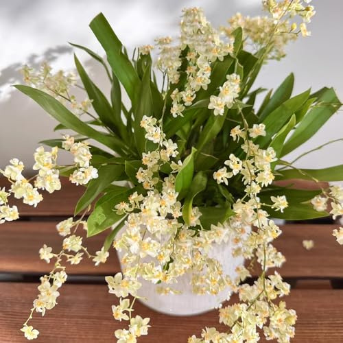 semi di orchidea oncidium - decorativi resistenti al balcone resistenti primaverile, selvatici all'esterno da giardino roccioso 150pcs