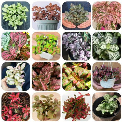 Semi di Fittonia per aiuole rialzate fittonia da giardino roccioso resistenti, ornamentali da esterno resistenti perenne 300pcs