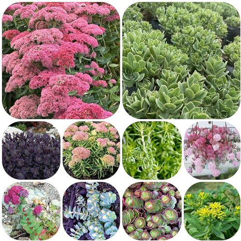 fetthenne, geschenke für gartenliebhaber seltene bodendecker gartendeko für draußen grünpflanzen für sonnige plätze 200samen