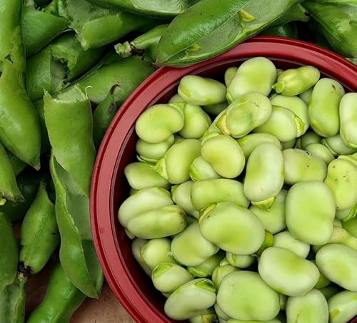 Broad Bean - Bison - 15 Seeds + Plant tag + Freebie - Fava Beans Vicia Fava - Easy to Grow, Green