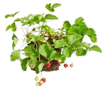 Planta de Fresas Natural Cultiva un Tesoro de Sabor en tu Jardín