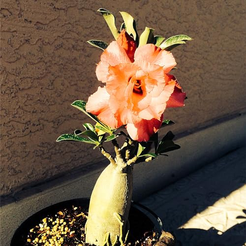 WüStenrose Zwiebeln, SchöNe BäUme, Schnellwachsend, Winterhart MehrjährigTopf Blumensamen, Zwiebelpflanzen,BlüHende Zwiebeln,Seltene Pflanzen Winterhart-2zwiebeln-D