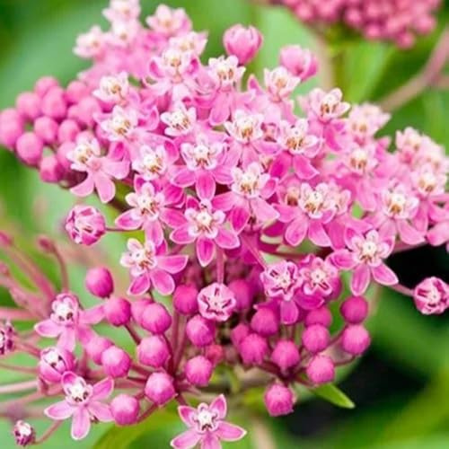 Semi di Asclepias, semi di asclepiade, semi di decorazioni floreali Asclepias curassavica, rare, semi da balcone resistenti resistenti all'esterno 300pcs