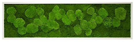 Moosbild Wandbild mit Moos Kugelmoos Moosplatte Pflanzenbilder Moosbilder versch. Maße günstig (140x40 cm, weiß)