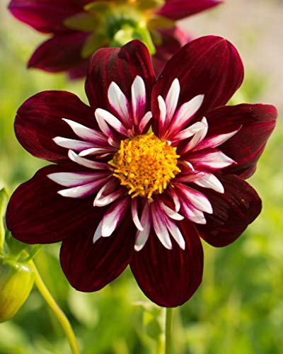 Taylors Bulbs Dahlia Night Butterfly x 1 Tuber