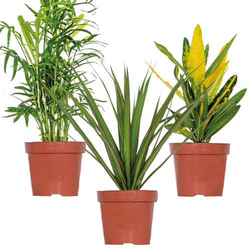 Lot de 3 - Mélange tropical – Dracaena, Chamaedorea, Codiaeum – Dépolluantes – ⌀12 cm - 25-40 cm