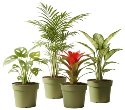 Pack DECOALIVE Armonía Natural: Monstera Obliqua, Guzmania Roja, Dieffenbachia y Chamadorea Plantas Exóticas de Interior Fáciles de Cuidar