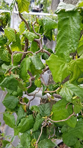 Corylus avellana 'Contorta' / Noisetier tortueux vert/Conteneur de 3 à 4 litres/Touffe