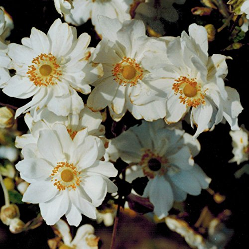 Blumixx Stauden Anemone Japonica-Hybr. 'Wirbelwind' - Herbstanemone im 0,5 Liter Topf weiß blühend